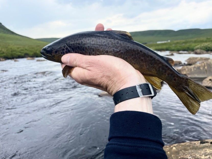 Tees trout - GW from London